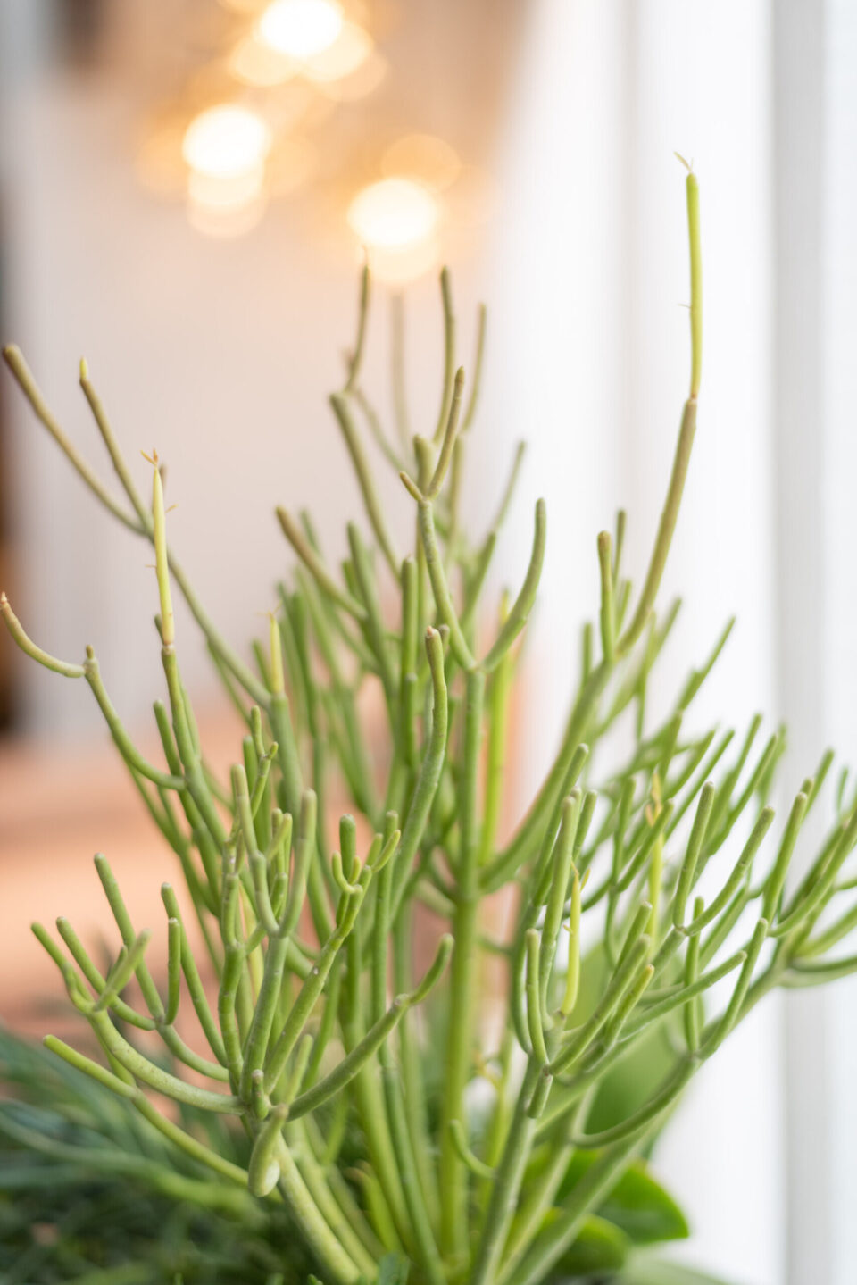 A bright close-up photograph of a green succulent plant against a background of warm, blurred bokeh lights.