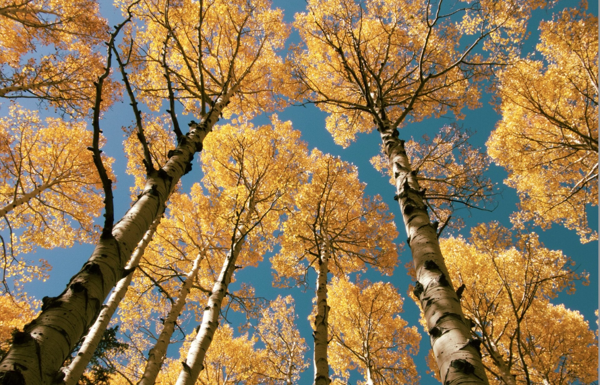 Autumn aspen trees.