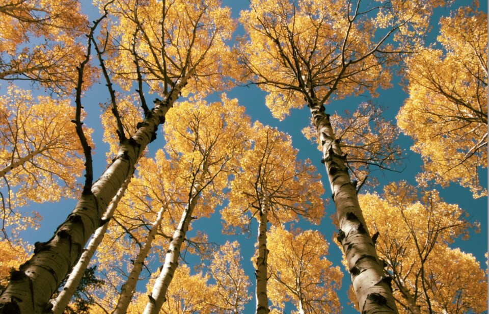 Autumn aspen trees.