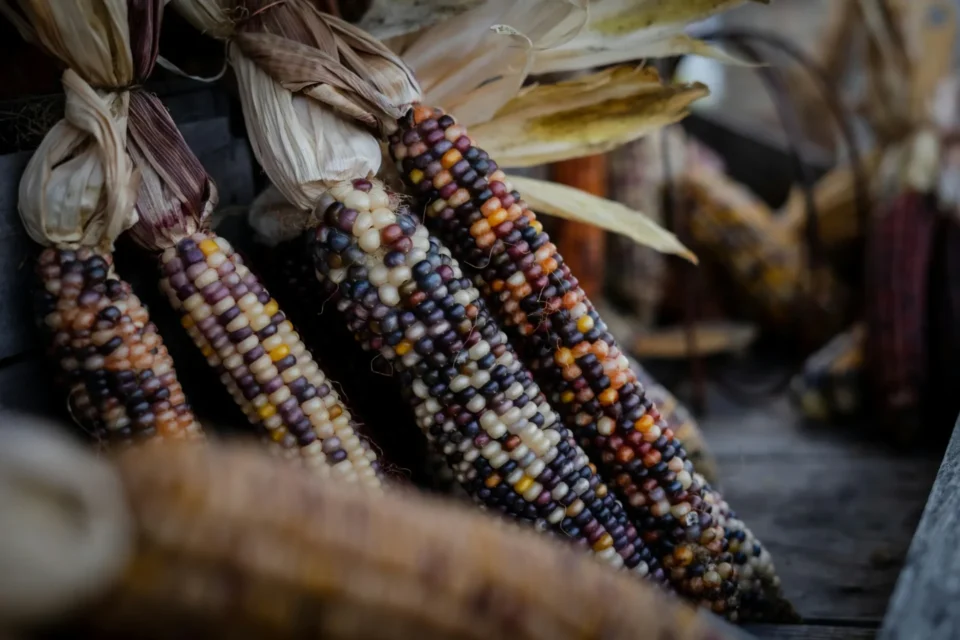 Several ears of dried, multicolored Indian corn with husks tied together are leaning on a wooden surface.
