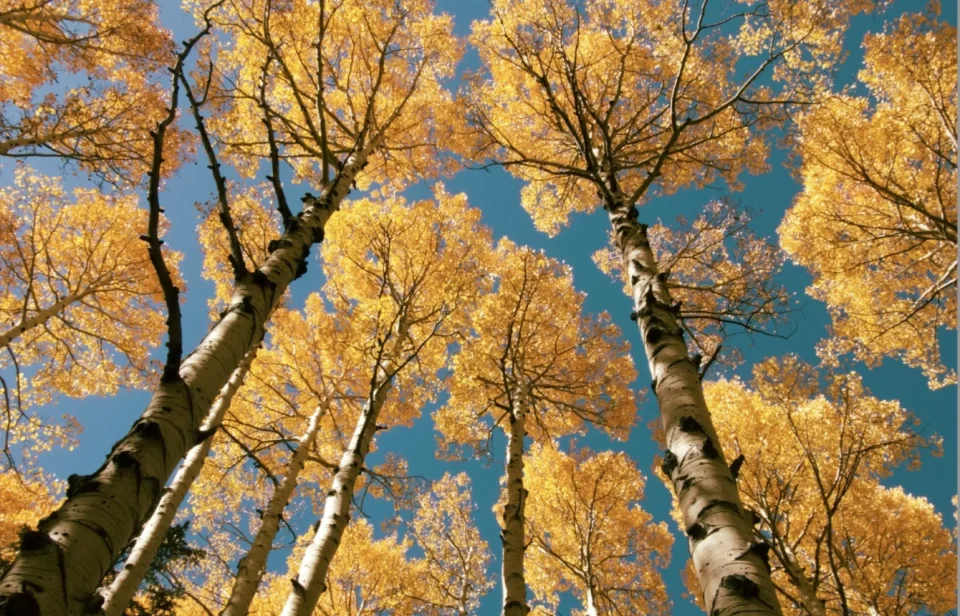 Autumn aspen trees.