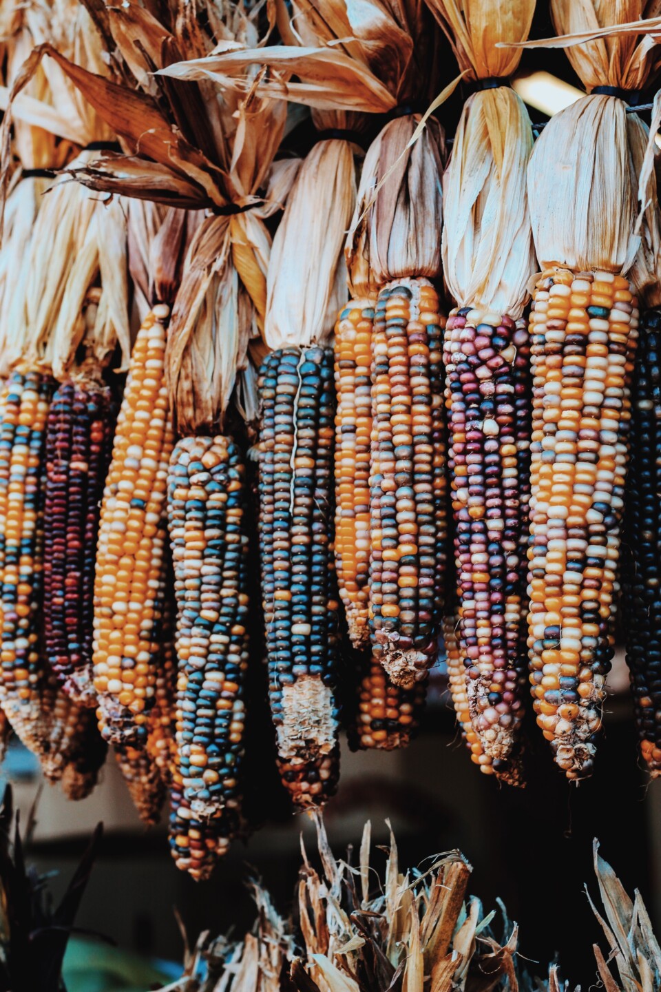 wild corn husks.