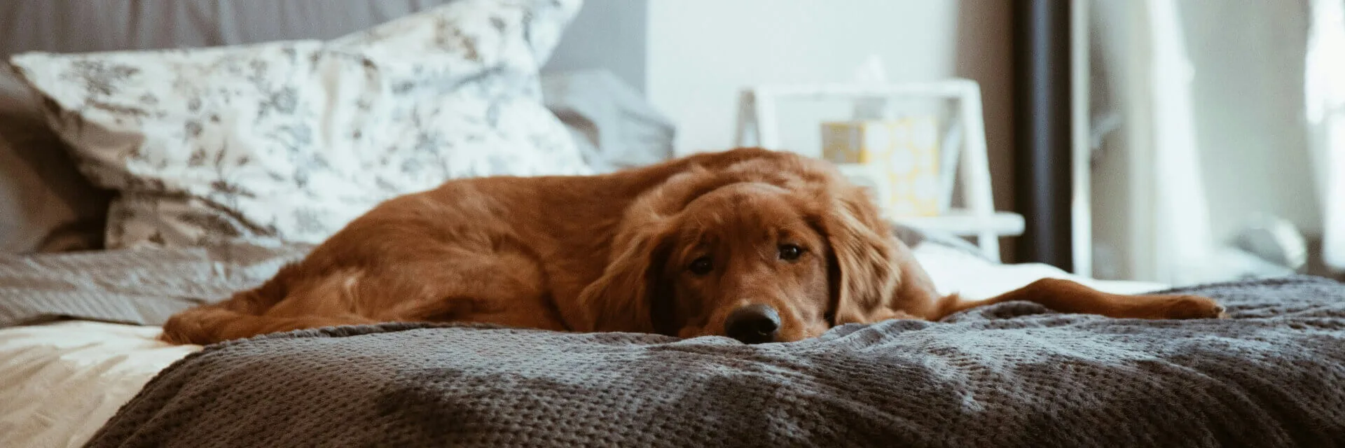 An adorable golden retriever dog is lying down on a gray textured blanket in a welcoming hotel room.