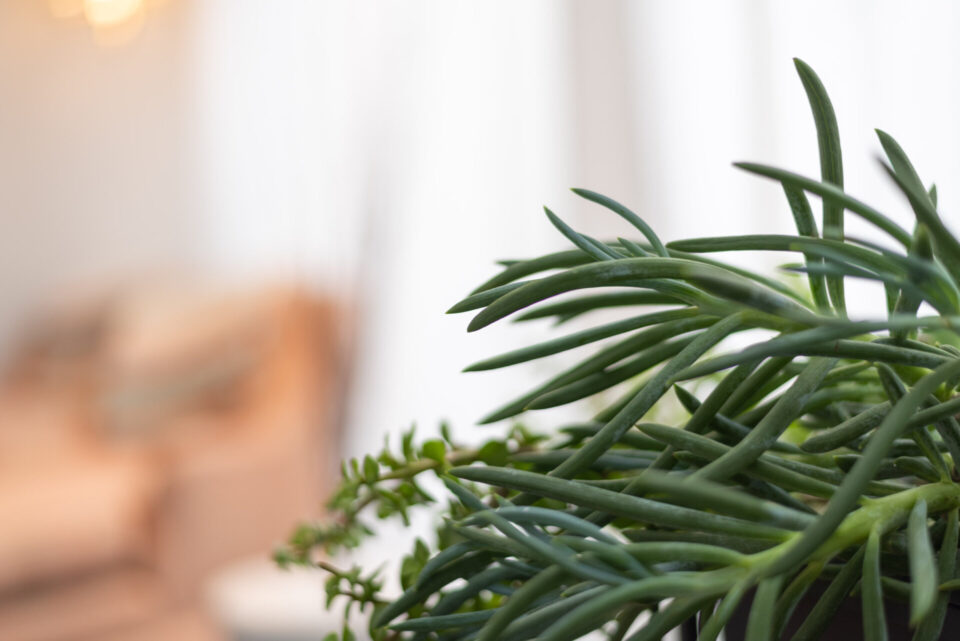 The texture of a healthy green succulent plant is captured in a bright, soft-focus interior setting.