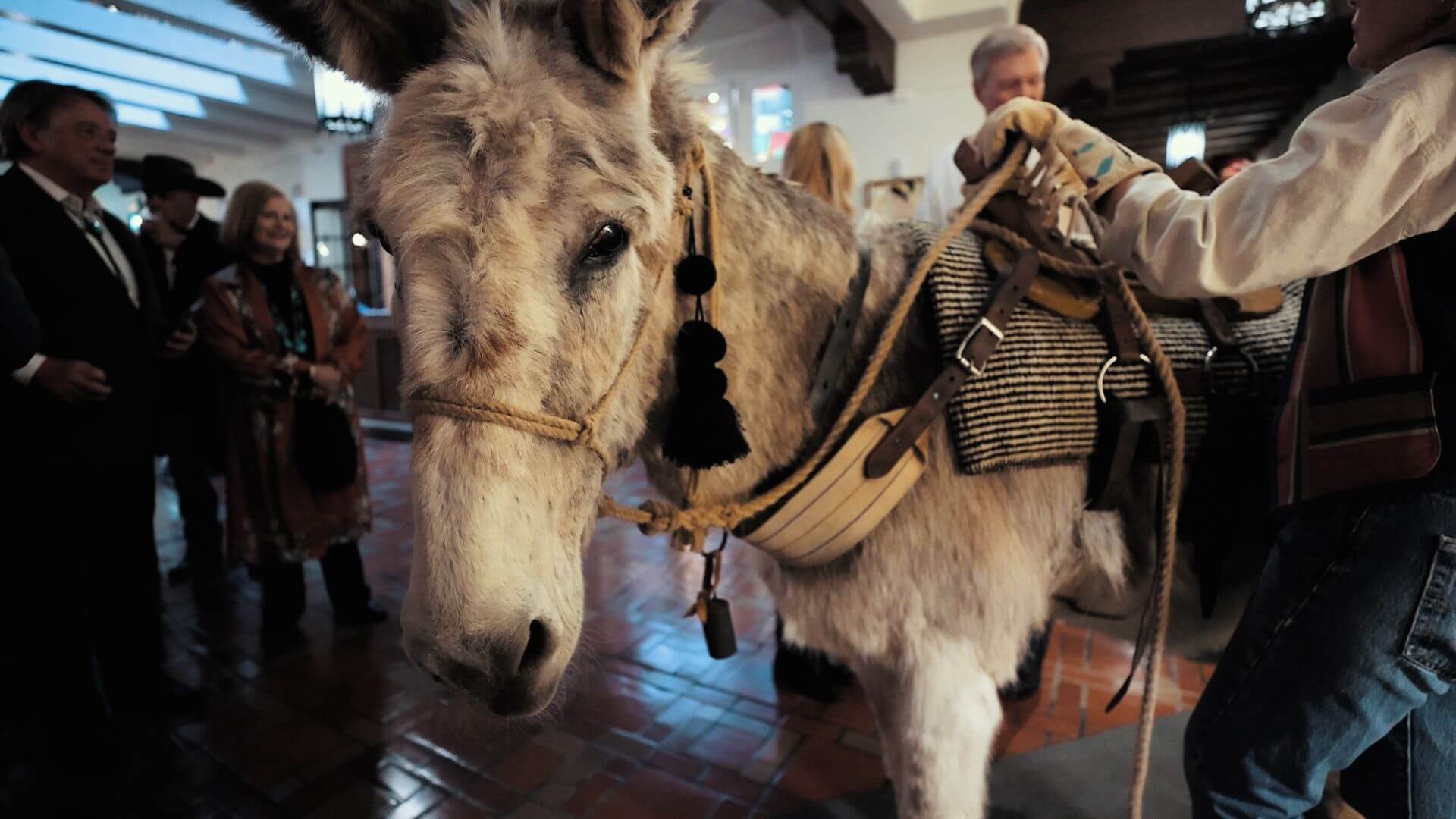 A light-colored burro wearing a saddle and harness stands inside a hotel banquet hall.