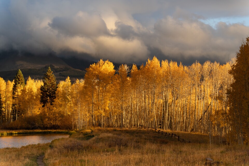 Aspens in autumn.